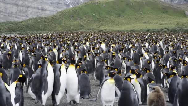 Colônia Rei Pinguins na praia — Vídeo de Stock