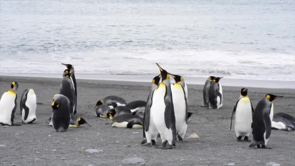 Колония пингвинов на пляже — стоковое видео