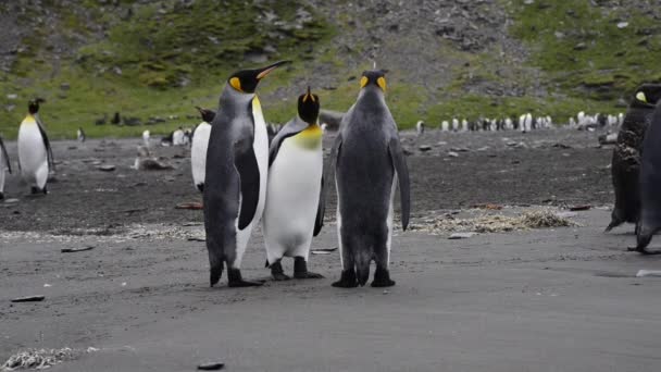 Βασιλικοί πιγκουίνοι αποικία στην παραλία — Αρχείο Βίντεο