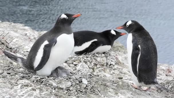 Пингвин на гнезде — стоковое видео