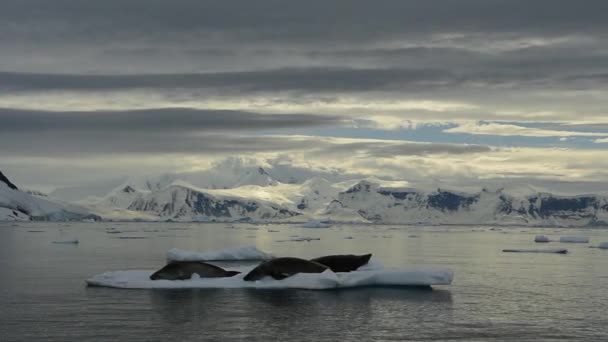 在南极洲的山景 — 图库视频影像