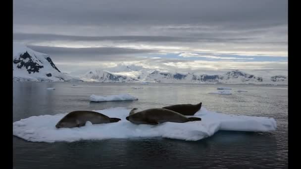 Uitzicht op de bergen in Antarctica — Stockvideo