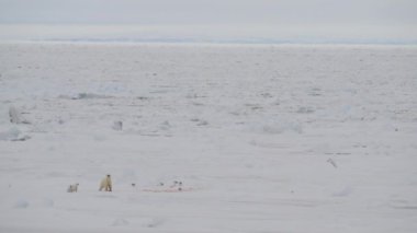İki yavru ile kutup ayı