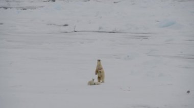 İki yavru ile kutup ayı