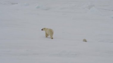 İki yavru ile kutup ayı