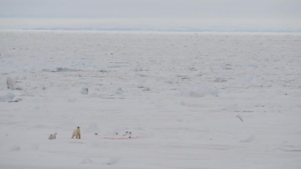 Niedźwiedź polarny z dwoma Cubs — Wideo stockowe