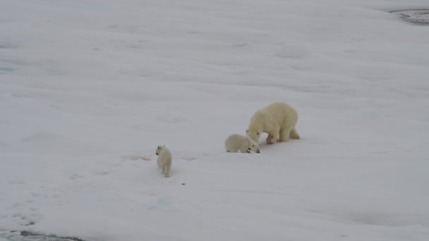 Urso polar com dois filhotes — Vídeo de Stock