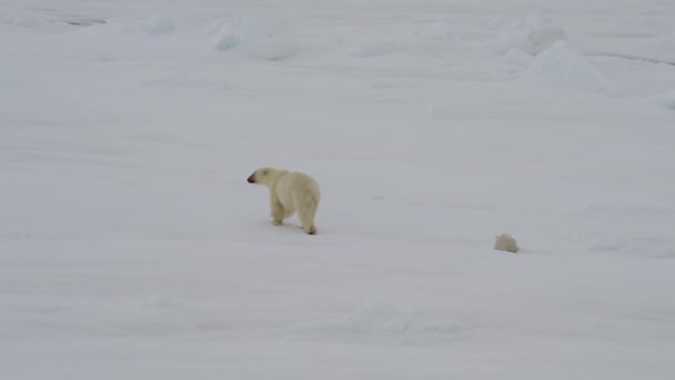 Белый медведь с двумя детенышами — стоковое видео