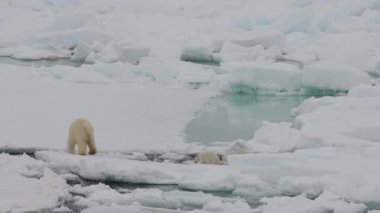İki yavru ile kutup ayı