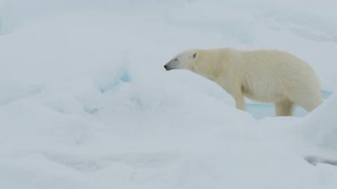 Kutup ayısı kutuplarda yürüyor.
