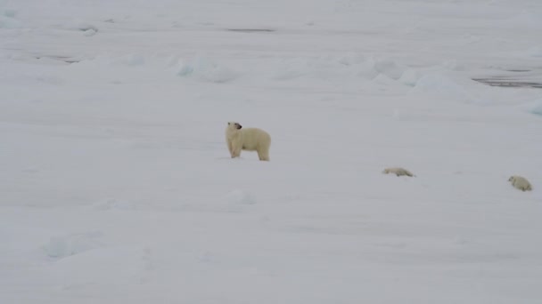 Eisbär mit zwei Jungen — Stockvideo