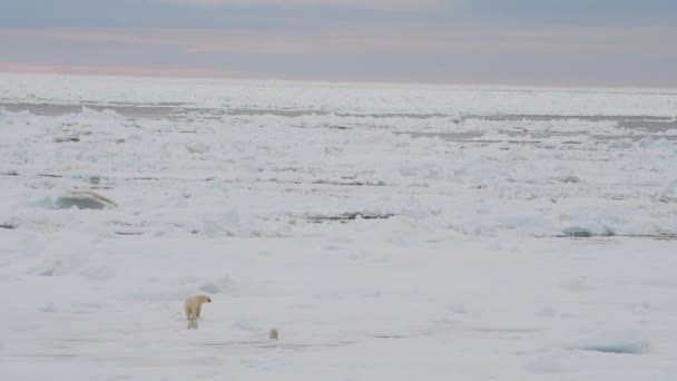 Polar Bear with two cubs — Stock Video