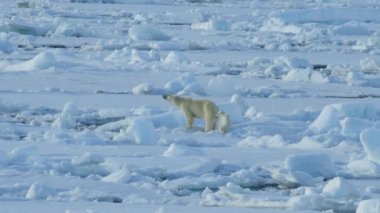 Kutup ayısı ile yavrusu