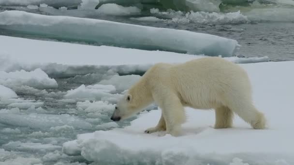 Белый медведь, ходящий в Арктике. — стоковое видео