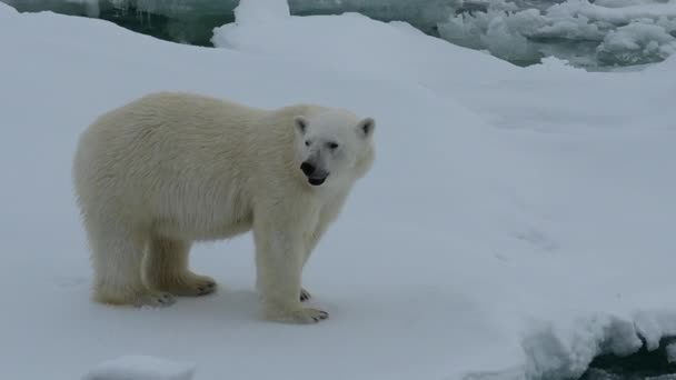 Oso polar caminando en un ártico. — Vídeo de stock