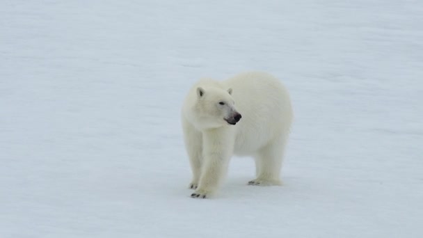 Jegesmedve sétál a sarkvidéken.