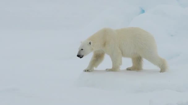 Niedźwiedź polarny spacerujący po Arktyce. — Wideo stockowe