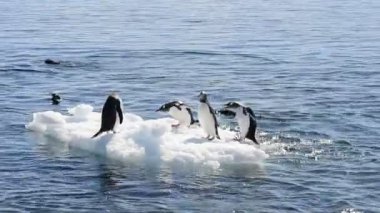 Gentoo penguenler buz üzerinde plaing