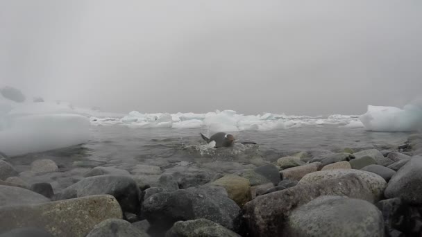 Gentoo Pingvinek a parton — Stock videók