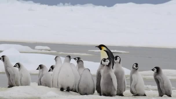 Pingvin császár csirkékkel az Antarktiszon