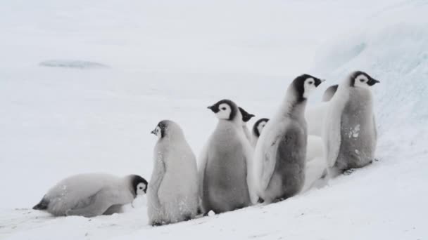 Empereur Pingouin poussins sur la glace — Video