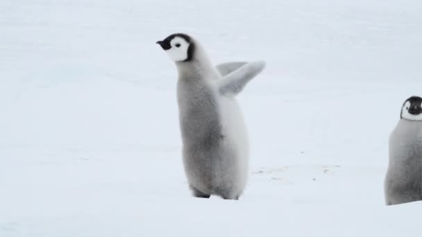 Imperatore Pinguino pulcini sul ghiaccio — Video Stock