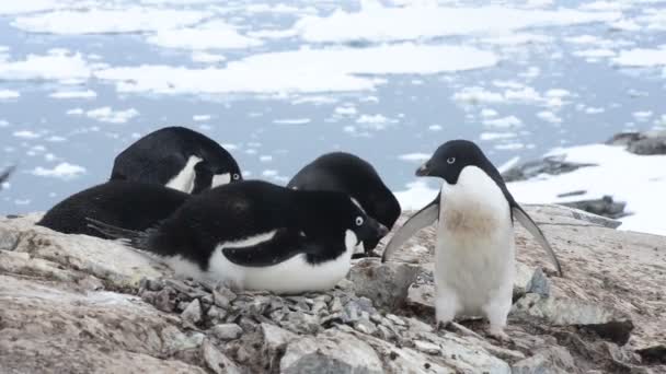 Гнездо Адели Пингвин — стоковое видео