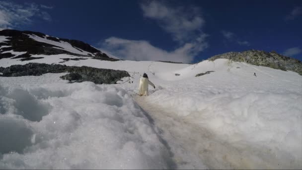 氷の上の幻灯ペンギン — ストック動画