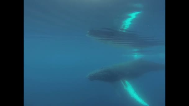 Ballenas jorobadas bajo el agua — Vídeo de stock