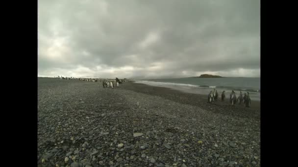 Колония пингвинов на пляже — стоковое видео