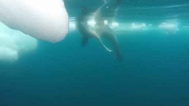 Phoque léopard sous l'eau — Video