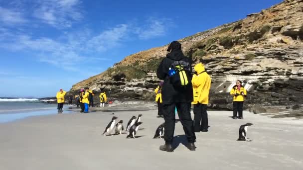 Рокхопперские пингвины — стоковое видео