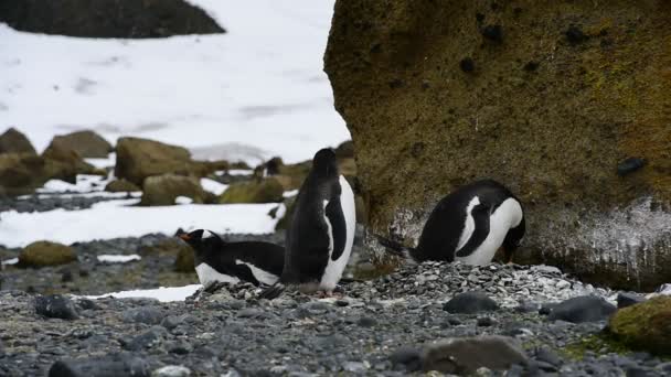 Gentoo pingviner på boet — Stockvideo