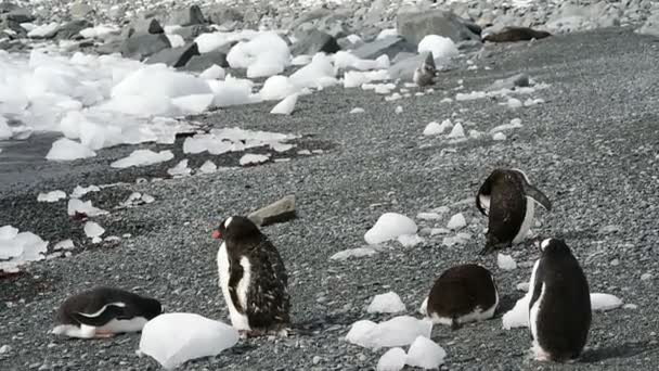 Gentoo Penguins på stranden — Stockvideo
