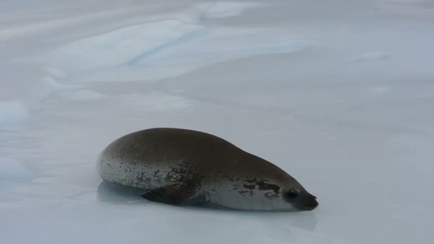 Foca de cangrejo en el flujo de hielo, Antártida — Vídeos de Stock