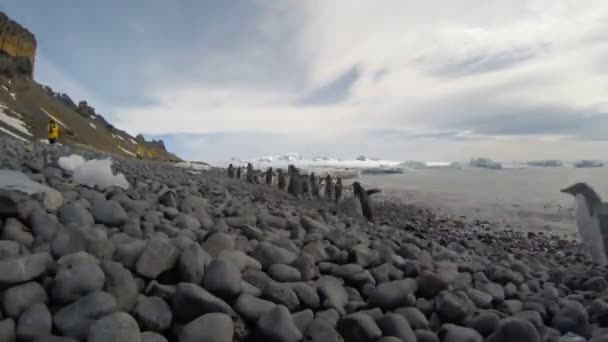 Adelie Penguin прогулка по пляжу — стоковое видео