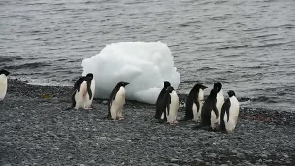 Adelie Penguin прогулка по пляжу — стоковое видео