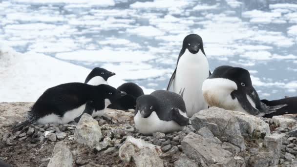 Adelie Pingüino el nido — Vídeo de stock