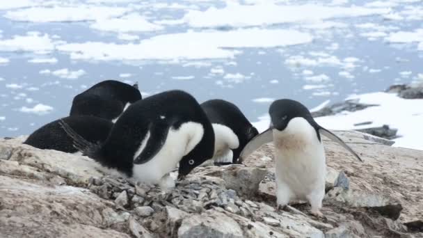 Аделье пінгвіна гніздо — стокове відео