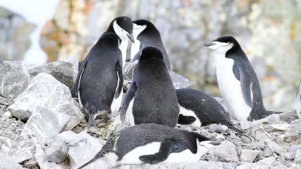 Chinstrap Penguins on the nest — Stock Video