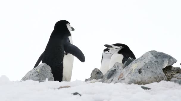 Chinstrap Penguins on the nest — Stock Video