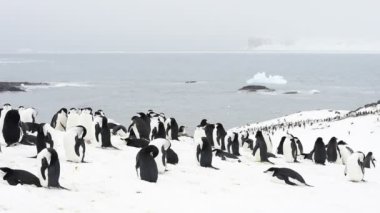 Miğfer penguenleri yuva üzerinde