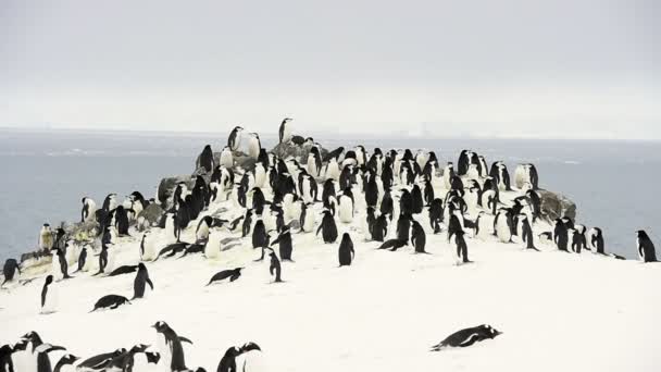 Pingüinos Chinstrap en el nido — Vídeos de Stock