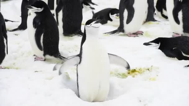 Pingüinos Chinstrap en el nido — Vídeos de Stock