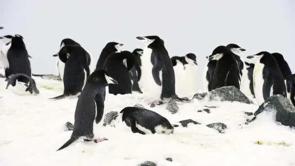 Podbradní pásek tučňáci na hnízdě — Stock video