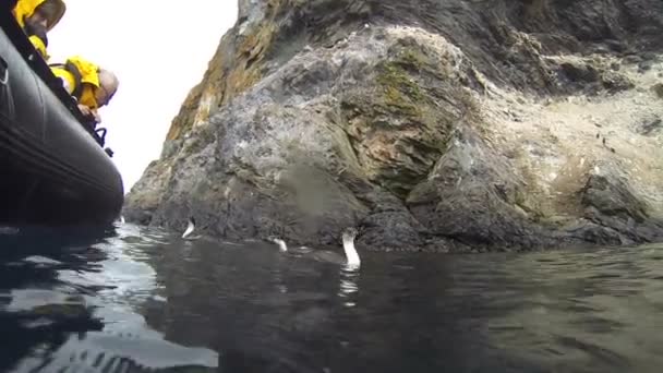 Antarctique Shag fermer — Video