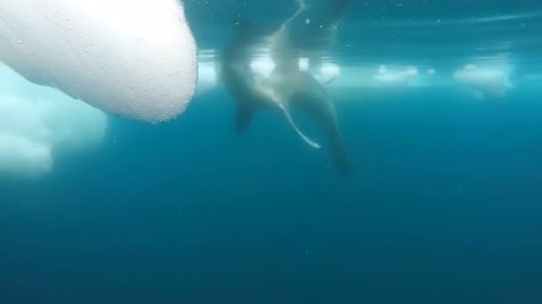 Tuleň leopardí pod vodou — Stock video