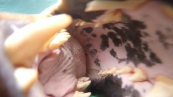 Leopardenrobbe unter Wasser — Stockvideo