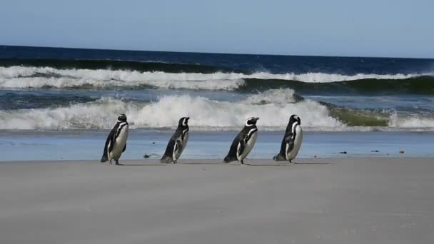 Pinguins de Magalhães na praia — Vídeo de Stock