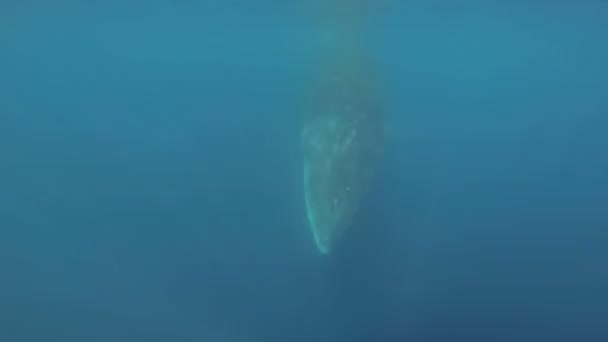 Ballena Minke nadando en aguas azules — Vídeo de stock